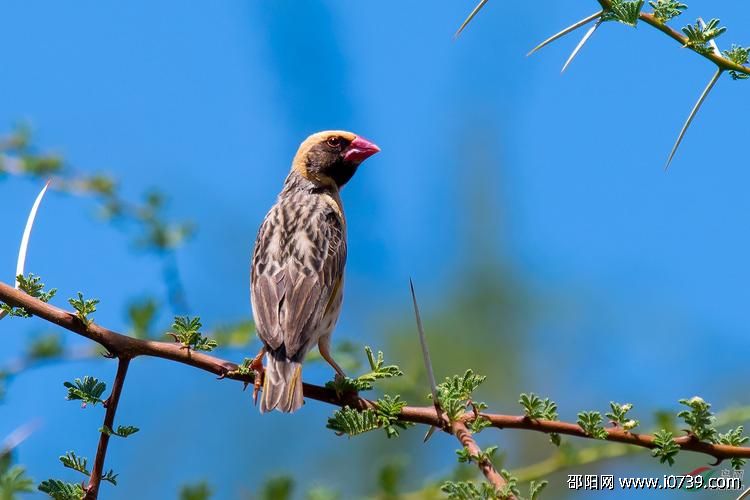 红嘴奎利亚雀图片 红嘴奎利亚雀是什么样的鸟