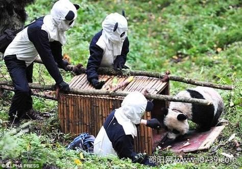 大熊猫吃人残忍真相曝光：令人无语