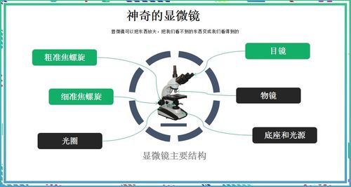 揭秘显微镜作用与成像原理：探秘微观世界的奥秘