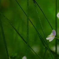 じ烟雨幽然