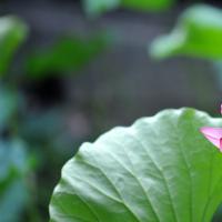 丁香花莫愁